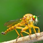 Robber Fly Stock Photo