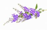 Purple Flowers Isolated On White Background Stock Photo