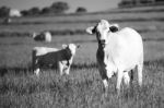 Country Cows Stock Photo