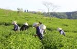 Dalat, Vietnam, July 30, 2016: A Group Of Farmers Picking Tea On A Summer Afternoon In Cau Dat Tea Plantation, Da Lat, Vietnam Stock Photo