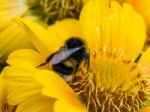 Bee On Yellow Daisy Flower Stock Photo