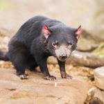 Tasmanian Devil In Hobart, Tasmania Stock Photo