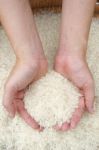 Rice In Hand Stock Photo