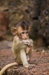 Monkey In Lopburi, Thailand Stock Photo