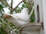 Dove Stock Photo