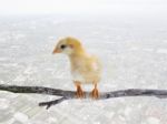 Baby Chick Kids Perching On Dry Tree Branch Isolated White Backg Stock Photo