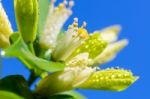 White Flowers Of Murraya Paniculata Stock Photo