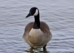 Beautiful Isolated Photo With A Cute Canada Goose In The Lake Stock Photo