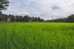 Green Field With Trees In The Background Stock Photo