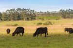 Cows Grazing In The Green Argentine Countryside Stock Photo