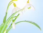 Spring Snowdrops On Sunny Background Stock Photo