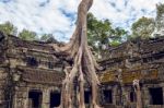 Trees Growing Out Of Ta Prohm Temple, Angkor Wat In Cambodia Stock Photo