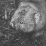 Wombat During The Day Stock Photo