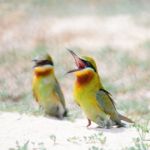 Blue-tailed Bee-eater Stock Photo