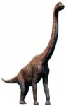 Brachiosaurus Stock Photo