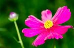 Cosmos Flower Stock Photo