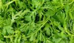 Garland Chrysanthemum  On The White Background Stock Photo