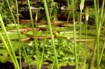 Watery Plants Stock Photo