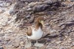 Juvenile Nazca Booby In Galapagos Stock Photo