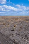 Cotton Field In Oakey Stock Photo