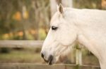 Horse In The Paddock Stock Photo