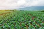 Closeup Green Of Cabbage Stock Photo