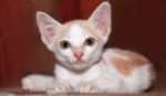 Thai Kitten Stock Photo