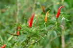 Fresh Chili Stock Photo