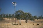 Windmill And Cows In The Countryside During The Day Stock Photo