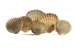 Seashells Stock Photo