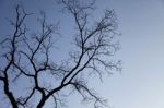 Tree Branch In Winter Stock Photo