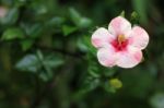 Close Up Of Pink Hibiscus Flower Stock Photo