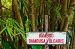 Bamboo Trees Stock Photo