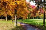 Autumn Tints In Parco Di Monza Italy Stock Photo