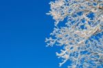 Snow On Tree,landscape In Winter Stock Photo