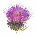 Thistle Stock Photo