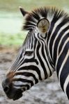 Common Zebra Stock Photo