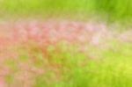 Blurred Pink Floral Field Background. Blurred Nature Background Stock Photo