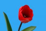 Red Tulip Stock Photo