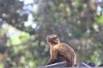 A Monkey Looks At The Sky Stock Photo