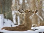 Beautiful Isolated Background With A Wild Deer Eating Leaves In The Snowy Forest Stock Photo