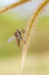 Robberfly Stock Photo