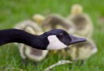 Beautiful Isolated Photo Of Young Chicks Of Canada Geese Under Cover Of Their Mom Stock Photo