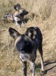 Wild Dogs In Namibia Stock Photo