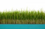 Young Green Rice Plant In Pot On White Background Stock Photo