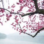 Pink Peach Blossom Flower Tree Along The Lake Stock Photo