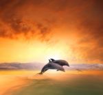 Couples Of Sea Dophin Jumping Through Ocean Wave Floating Mid Air Against Beautiful Sun Set Sky Stock Photo