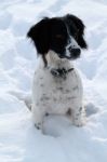 Spaniel Sitting In The Snow Stock Photo