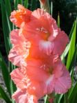 Salmon Pink Gladiolus Stock Photo