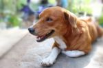 Portrait Of An Adorable  Brown Dog Stock Photo